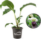 White Bat Flower - Live Plant in a 4 Inch Pot - Not in Bloom When Shipped - Tacca Integrifolia - Extremely Rare and Exotic Flowering Plant
