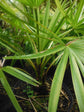 Carnavon Gorge Palm - Live Plants in 4 Inch Growers Pot - Livistona Nitida - Rare Ornamental Palms of Florida