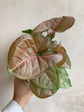 Syngonium Strawberry Cream - Live Plant in a 4 Inch Pot - Syngonium Podophyllum &