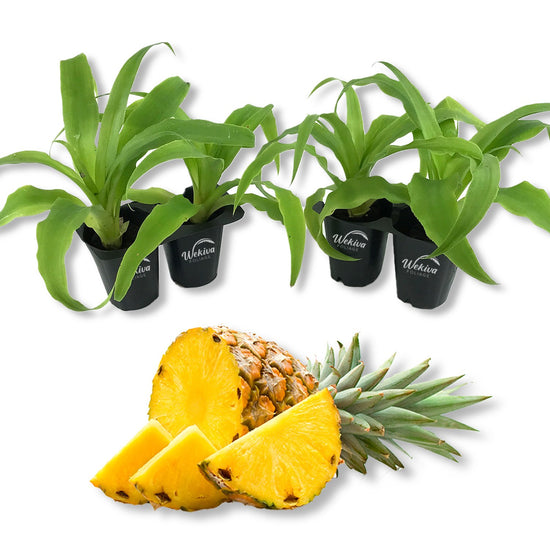 Pineapple Plant - 4 Live Starter Plants - Ananas Comosus - Edible Fruit Tree for The Patio and Garden