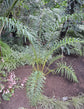 Multipinnate Sago Palm - Live Plant in a 4 Inch Growers Pot - Cycas Debaoensis - Extremely Rare Ornamental Palms of Florida