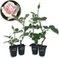 New Dawn Rose Bush - Live Starter Plants in 2 Inch Pots - Beautiful Roses from Florida - A Timeless Classic Ornamental Rose