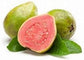 Ruby Supreme Guava Tree - Live Tree in a 3 Gallon Pot - Psidium Guajava &