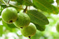 Ruby Supreme Guava Tree - Live Tree in a 3 Gallon Pot - Psidium Guajava &
