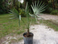 Caranday Wax Palm - Live Plant in a 3 Gallon Pot - Copernicia Alba - Rare Ornamental Palms of Florida
