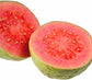 Barbie Pink Guava Tree - Live Starter Plants in 2 Inch Grower&