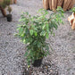 Ficus Benjamina Weeping Fig Bush - Live Plant in a 10 Inch Pot - Ficus Benjamina - Beautiful Ornamental Interior Tree