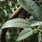 Ficus Tree - Live Starter Plants in 2 Inch Pots - Stunning Easy Care Interior Houseplant