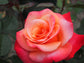 Colorific Rose Bush - Live Starter Plants in 4 Inch Pots - Beautifully Fragrant Heirloom Rose from Florida