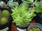 Zanzibar Aloe - Tiger Tooth Aloe - Live Plants in 4 Inch Pots - Aloe Juvenna - Easy Care Indoor Outdoor Ornamental Succulent