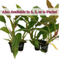 Philodendron Ring of Fire - Live Starter Plants in 2 Inch Pots - Exotic and Rare Indoor Houseplant - A Kaleidoscope of Colors