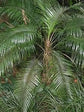 Wedding Palm - Live Plants in 4 inch Pots - Lytocaryum Weddellianum - Extremely Rare Ornamental Palms of Florida