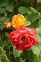 Pinata Climbing Rose Bush - Live Starter Plants in 4 Inch Pots - Beautiful Roses from Florida - A Colorful Addition to Any Garden