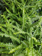 Lemon Button Fern - Live Starter Plants in 2 Inch Pots - Nephrolepis Cordifolia &