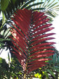 Red Flame Palm - 3 Live Plants in 4 Inch Growers Pots - Chambeyronia Macrocarpa - Extremely Rare Ornamental Palms from Florida