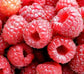 Raspberry Plant - Live Plants in 2 Inch Pots - Grow Your Own Fruits - Garden Or Patio