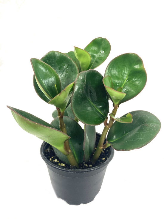 Peperomia Red Edge - Live Plant in a 4 inch Pot - Peperomia Obtusifolia &