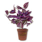Tradescantia Wandering Jew - Live Plant in a 2 Inch Pot - Tradescantia Albiflora - Rare and Elegant Indoor Houseplant