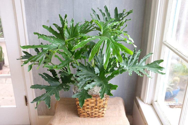 philodendron evergreen Split-Leaf Philodendron - Live Plant in a 3 Gallon Growers Pot