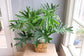 Split-Leaf Philodendron - Live Plant in a 3 Gallon Growers Pot - Philodendron Selloum - Slow Growing Evergreen Indoor or Outdoor Houseplant