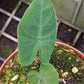 Colocasia Elephant Ear Plant - 4 Live Starter Plants - Colocasia Esculenta - Beautiful Large Leaf Foliage Starter Multipack