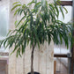 Ficus Alii Braid Tree - Live Plant in a 10 Inch Pot - Ficus Binnendiijkii &