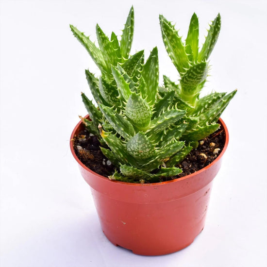 Zanzibar Aloe - Tiger Tooth Aloe - Live Starter Plants in 2 Inch Pots - Aloe Juvenna - Easy Care Indoor Outdoor Ornamental Succulent