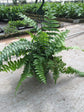 Macho Fern Hanging Basket - Live Plant in an 8 Inch Pot - Nephrolepis Biserrata - Beautiful Indoor Air Purifying Fern