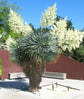 Silver Yucca - Live Plant in a 3 Gallon Growers Pot - Yucca Rostrata - Rare Outdoor Ornamental Slow Growing Evergreen Tree