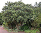 Bronze Loquat - Live 6 Inch Plants - Eriobotrya Japonica - Edible Fruit Bearing Patio Tree