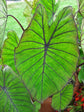 Colocasia Elephant Ear Plant - 4 Live Starter Plants - Colocasia Esculenta - Beautiful Large Leaf Foliage Starter Multipack