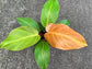 Philodendron - Live Plants in 6 Inch Pots - Rare and Elegant Indoor Houseplant