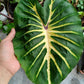 Colocasia Elephant Ear Plant - 4 Live Starter Plants - Colocasia Esculenta - Beautiful Large Leaf Foliage Starter Multipack