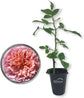 Abraham Darby Rose Bush - Live Starter Plants in 2 Inch Pots - Beautifully Fragrant Heirloom Rose from Florida - A Versatile Beauty with a Rich Fragrance