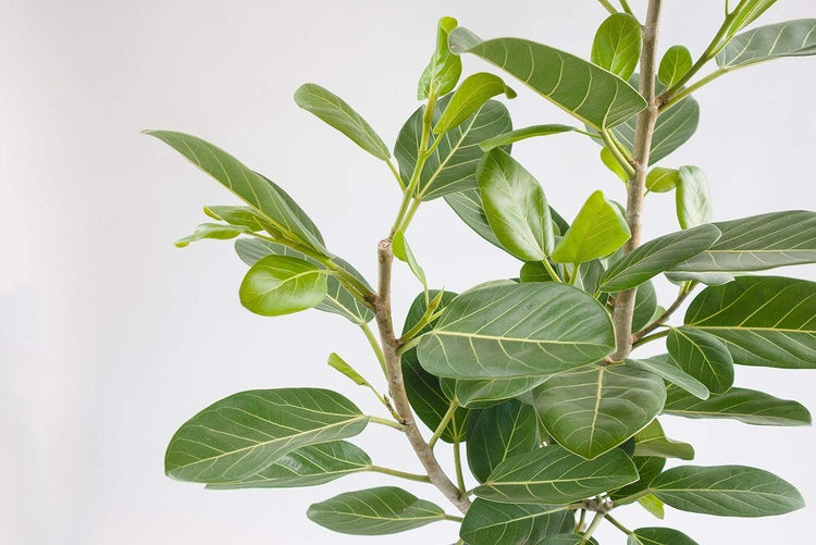 ficus audrey column Ficus Audrey Column - Live Plant in a 10 Inch Pot