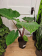 Alocasia - 4 Live Starter Plants in 2 Inch Pots - Alocasia - Florist Quality Air Purifying Indoor Plant - Nature&