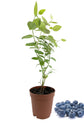 Blueberry Plant - Live Plant in a 2 inch Growers Pot - Vaccinium - Edible Fruit Bearing Tree for The Patio and Garden