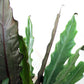 Alocasia - 4 Live Starter Plants in 2 Inch Pots - Alocasia - Florist Quality Air Purifying Indoor Plant - Nature&