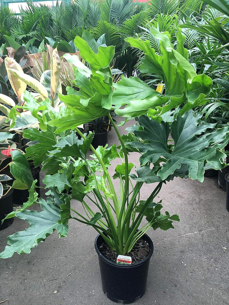 philodendron climate Split-Leaf Philodendron - Live Plant in a 3 Gallon Growers Pot