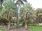 Caranday Wax Palm - Live Plant in a 3 Gallon Pot - Copernicia Alba - Rare Ornamental Palms of Florida