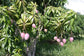 Grafted Mango Tree - Live Fruit Tree in a 3 Gallon Pot - Variety is Grower&
