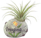 Zen Harmony Air Plant Set - Live Air Plants in Decorative Pots - Hope | Dream | Imagine - Cactus | Succulent | Air Plant - A Symbol of Serenity and Natural Beauty (3 Pack)