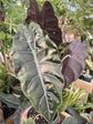 Alocasia - 4 Live Starter Plants in 2 Inch Pots - Alocasia - Florist Quality Air Purifying Indoor Plant - Nature&