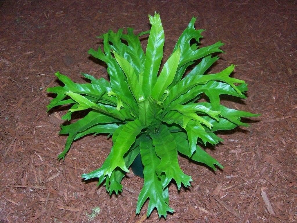 crissie bird's nest fern Crissie Bird's Nest Fern - Live Plants in 4 Inch Pots - Asplenium Nidus