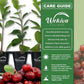 Barbados Cherry Tree - Live Starter Plants in 2 Inch Pots - Malpighia Emarginata - Edible Fruit Bearing Tree for The Patio and Garden