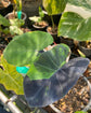 Colocasia Elephant Ear Plant - 4 Live Starter Plants - Colocasia Esculenta - Beautiful Large Leaf Foliage Starter Multipack