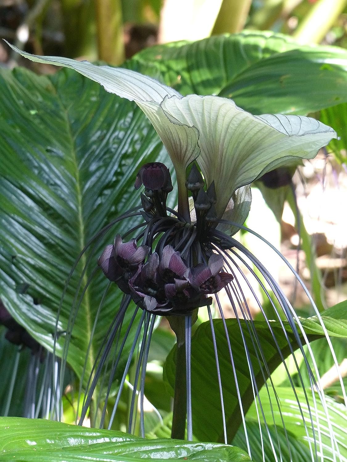 bat plant indoors Wekiva Foliage White Bat Flower - Live Plant in a 4 in. Pot - Not in Bloom When Shipped - Tacca Integrifolia