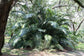 Dwarf Sugar Palm Tree - Formosa Palm - Live Plant in a 3 Gallon Grower&