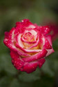 Dick Clark Grandiflora Rose - Live Starter Plants in 4 Inch Pots - Fragrant Rose from Florida - Bold Fragrant Cherry-Pink Blooms