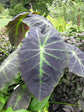 Colocasia Elephant Ear Plant - 4 Live Starter Plants - Colocasia Esculenta - Beautiful Large Leaf Foliage Starter Multipack